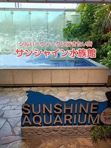 野良猫　イチくんとナナちゃんのTikTok投稿