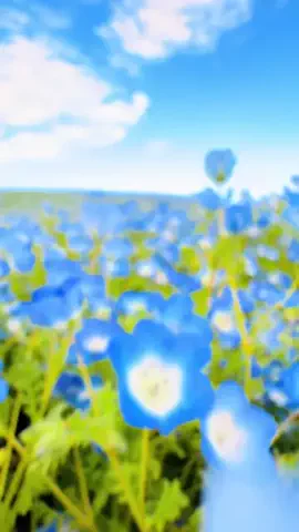 景色撮る人🇯🇵📸のTikTok投稿