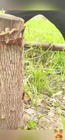 幸せの家のTikTok投稿