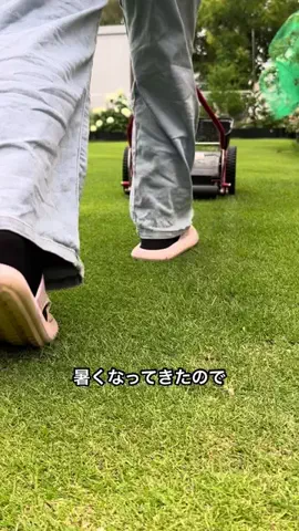はるの芝生のTikTok投稿