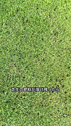 はるの芝生のTikTok投稿