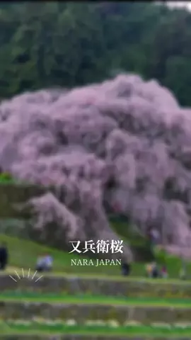 旅するpippiのTikTok投稿