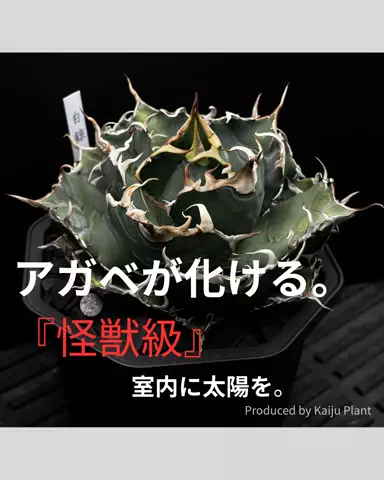 アガベに沼ったメンズ看護師のTikTok投稿