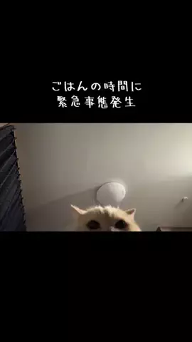 ミーにゃ🍚🐱預かり猫のTikTok投稿