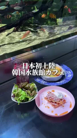 HAMONI TRIPのTikTok投稿