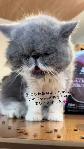 まるおとまめこのTikTok投稿