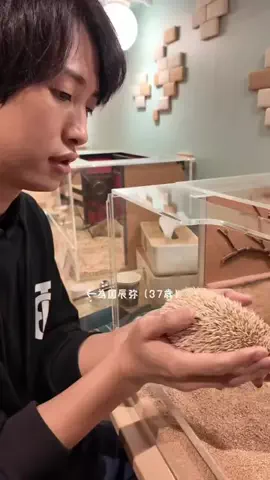 IBJマッチング|街コン 婚活パーティーのTikTok投稿