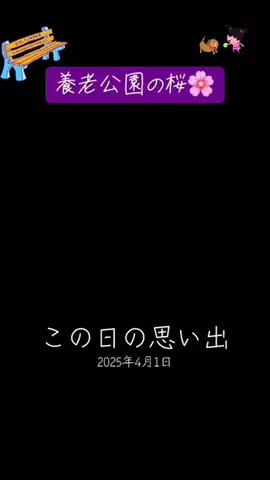 Skydaruma(ダルちゃん)のTikTok投稿