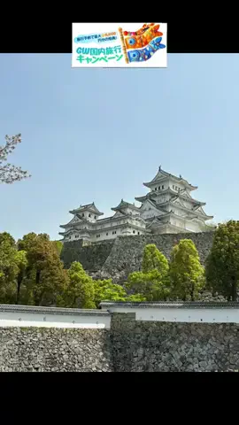 Skydaruma(ダルちゃん)のTikTok投稿
