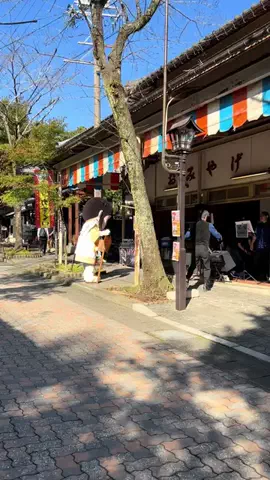 Skydaruma(ダルちゃん)のTikTok投稿
