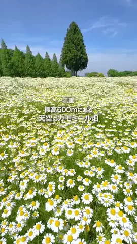 【公式】観光三重（三重県観光連盟）のTikTok投稿