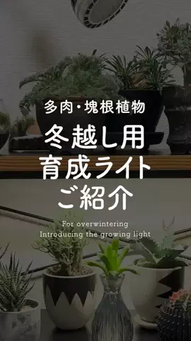 草活GraphicaのTikTok投稿