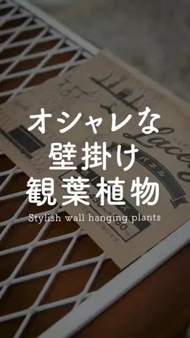 草活GraphicaのTikTok投稿