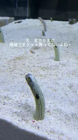 さやたま🐥よくばり旅のTikTok投稿