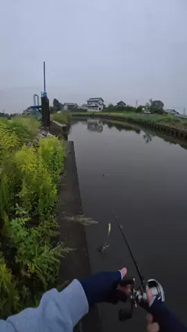 波呂 魁人のTikTok投稿