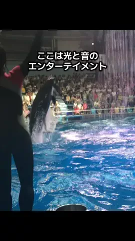 マッスル親子のTikTok投稿