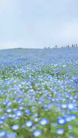おにぎりのTikTok投稿