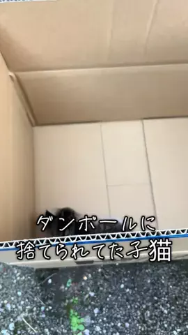保護猫ラオと不器用男。のTikTok投稿