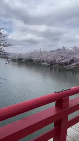 ブリキのしもやんのTikTok投稿