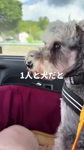 お得発見ちゃん。のTikTok投稿