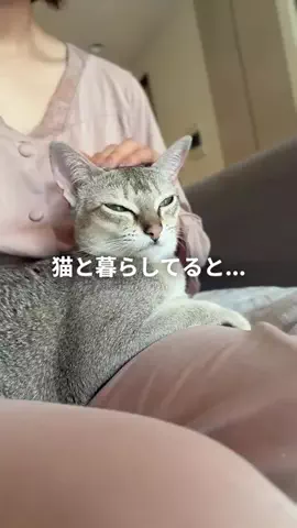ルーナ🌛猫飼い夫婦のリアルな本音のTikTok投稿