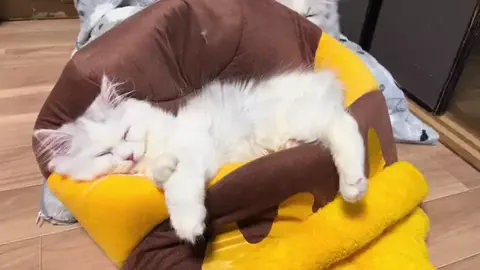 ミヌエット専門ブリーダーもふcat🐱のTikTok投稿