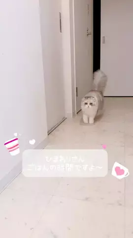豆柴🐕棘とスコティッシュフォールド🐈ひまわり🌻のTikTok投稿