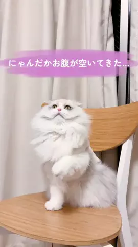 豆柴🐕棘とスコティッシュフォールド🐈ひまわり🌻のTikTok投稿