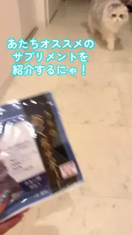 豆柴🐕棘とスコティッシュフォールド🐈ひまわり🌻のTikTok投稿