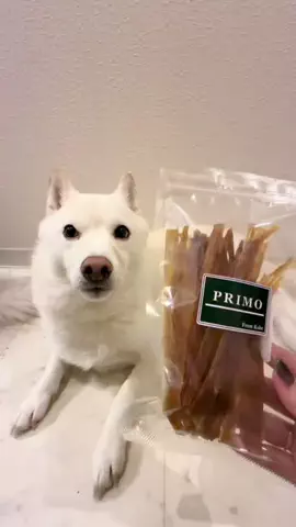 豆柴🐕棘とスコティッシュフォールド🐈ひまわり🌻のTikTok投稿
