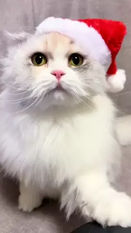 豆柴🐕棘とスコティッシュフォールド🐈ひまわり🌻のTikTok投稿