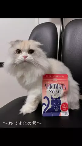 豆柴🐕棘とスコティッシュフォールド🐈ひまわり🌻のTikTok投稿