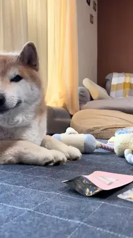 とらとわらびのTikTok投稿