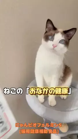 桜井はなこのTikTok投稿