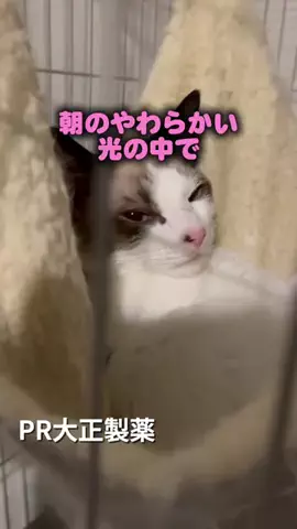 桜井はなこのTikTok投稿