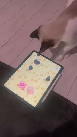 桜井はなこのTikTok投稿