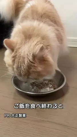 桜井はなこのTikTok投稿