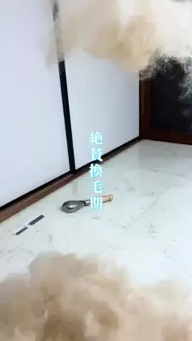 柴犬どんちゃんのTikTok投稿