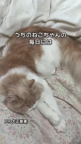 桜井はなこのTikTok投稿