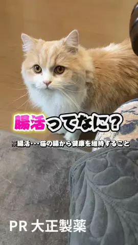 桜井はなこのTikTok PR投稿：犬猫用ビオフェルミンが想像以上に良かった🐾✨ ごはん…