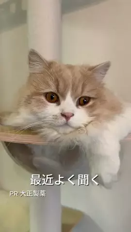 桜井はなこのTikTok投稿