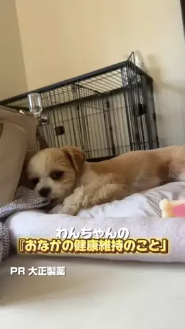桜井はなこのTikTok投稿
