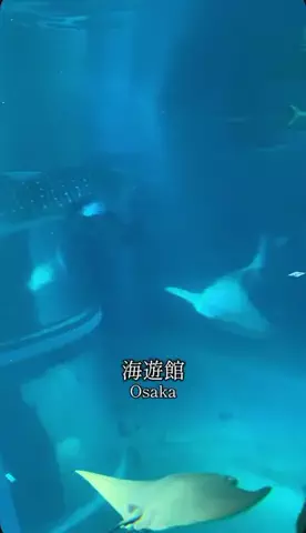 てんラビCHANNELのTikTok投稿