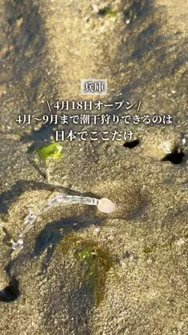 ここっと兵庫 |兵庫おでかけ・穴場グルメのTikTok投稿