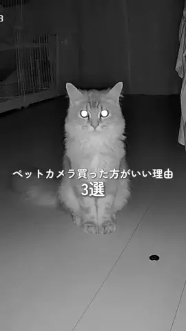 マンチのあめのTikTok投稿