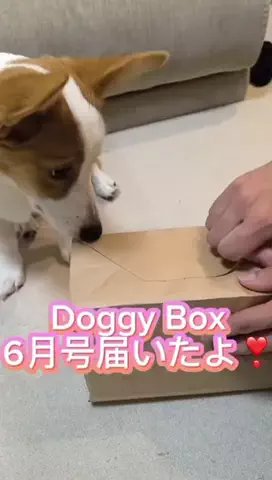 🐶こめ王👑🍚のTikTok投稿