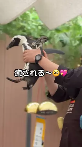 フォロバのTikTok投稿
