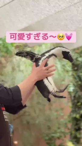 フォロバのTikTok投稿