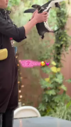 フォロバのTikTok投稿