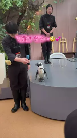 フォロバのTikTok投稿